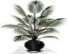 Black palm planter