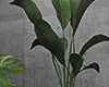 金 Modern Plant