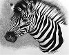 small zebra apt