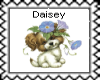 Daisey  50 by 50