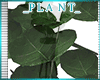 *A* Hillcrest Plant 5