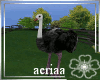 *Mye* Ostrich
