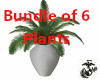 Bundle of 6 Plants