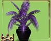 Club Purple Plant
