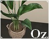 [Oz] - Plant modern