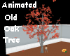 Ani Old Oak Tree