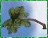 Leaning Palm Tree
