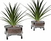 Steel Potted Yucca 4