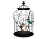 Ambience Birds w  Cage