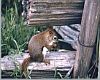 Ground Squirrel