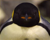 Penguinmaster Background