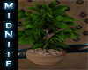 (M) Potted Plant reflect