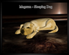Magnum ~ Sleeping Dog