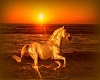  HORSE PICTURE 