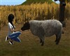 Farm ANIMATED SHEEP