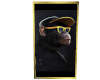 [DC] Monkey Swag Gold