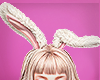 ♣ bunny