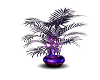 Fel's Purple Fern