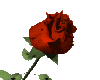 Large Blooming Rose