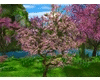 WindyOlCherryBlossomTree