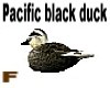 Pacific Black duck