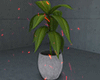 金 Plant