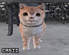 Cat Animated