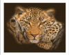 Leopard 15