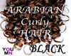 Arabian Curly Black