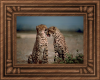 Cheetah Couple Framed!!!