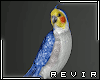 R║ Tropical Blue Bird
