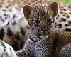 round leopard rug