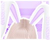 🌠 Bunny Ears Lilac