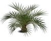 Decorative Palm Tree