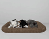 Sleeping Dogs