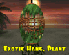 *Exotic Hang. Plant