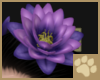 ~AM~ Nocdori Lotus Head