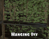 *Hanging Ivy