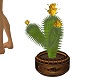 Western short cactus