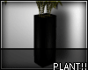 A- Plant Modern