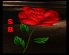 SB- ROSE POSE - RED
