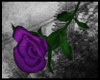 [xS9x] Rose - Purple