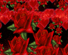 Roses,love bundle