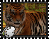 (*A) Sumatrae Tiger I