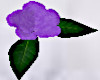 purple roses for floor
