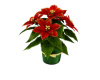 🎄Poinsettia red 1