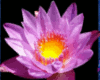 Purple Lotus Picture