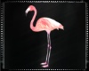 Pink Flamingo NP