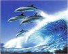 Surf Lovin Dolphins