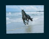 [G] Horse running beach